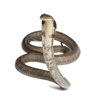 Naga